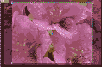  Illustrator   Photoshop