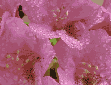   Illustrator   Photoshop