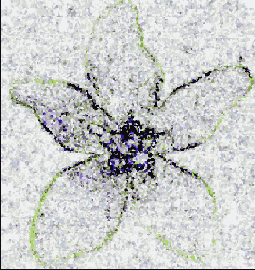  Find Edges ( )  Crystallize ()